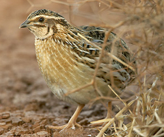Las 10 especies de aves que más población pierden en España